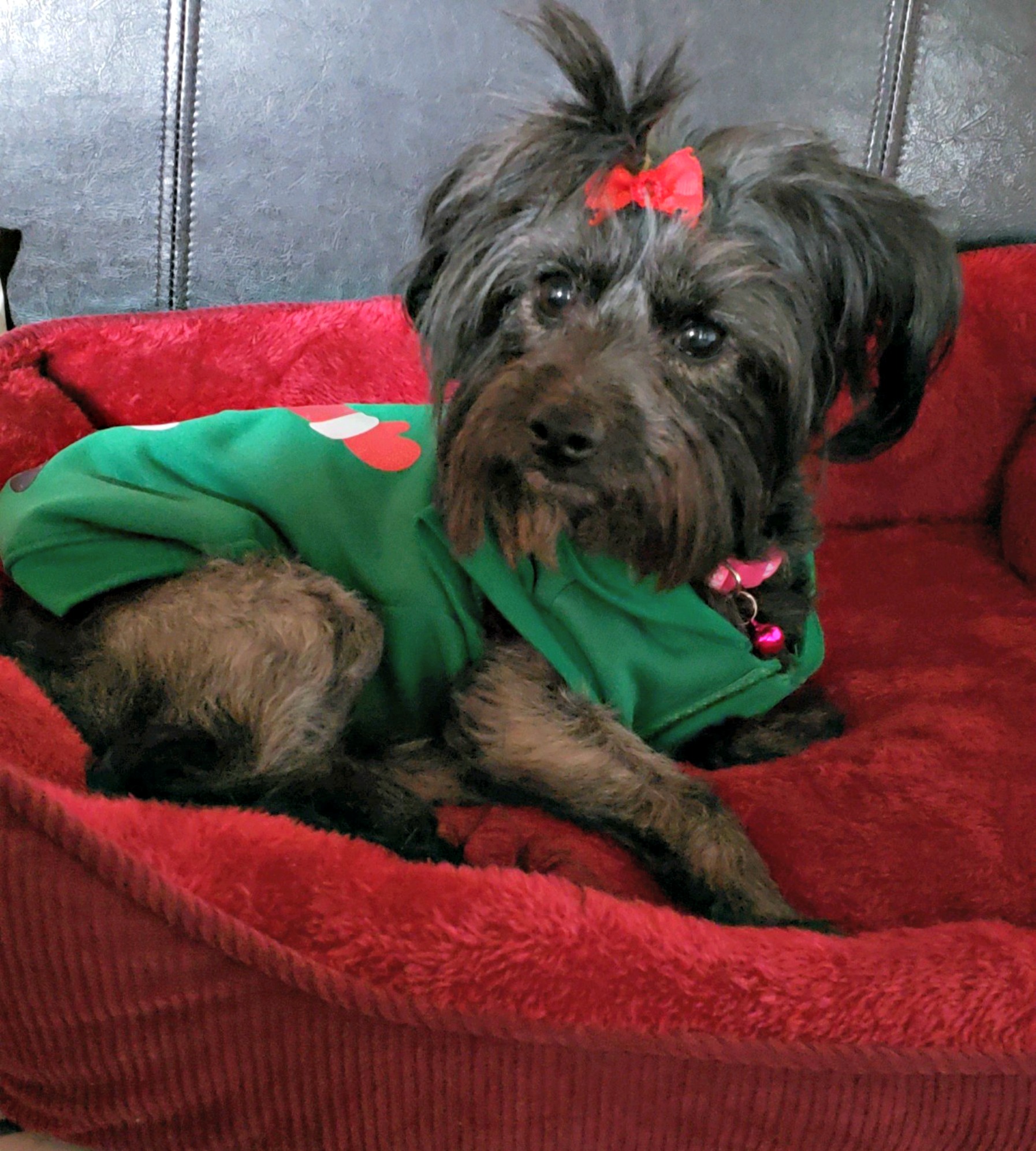 Khloe needs a foster home!